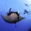 Manta_birostris_9.jpg