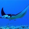 Manta_birostris_11.jpg