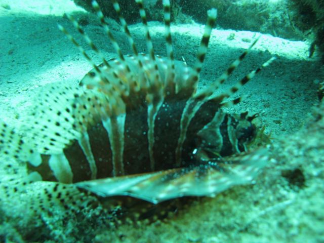 IMG_2642.jpg