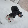 сын