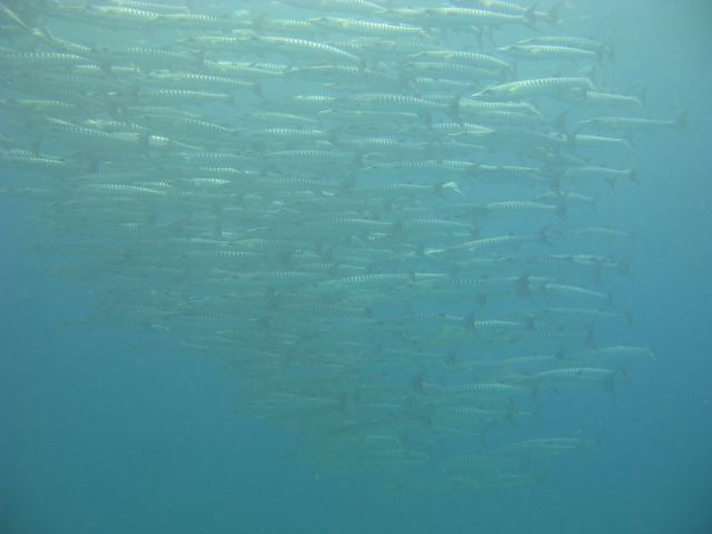 IMG_2787.jpg