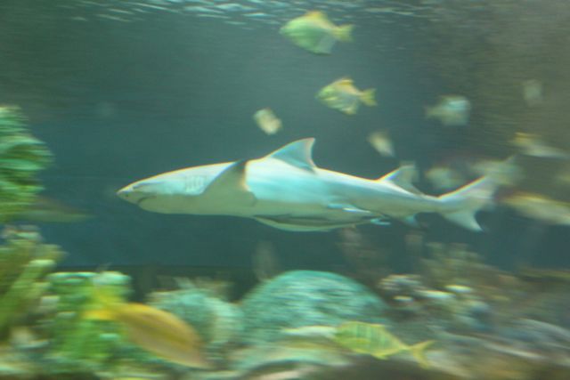 IMG_4533.jpg