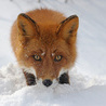 Фотография SnowFox