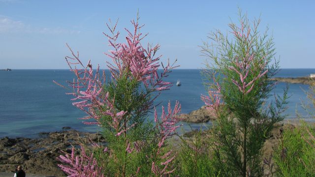 St Malo