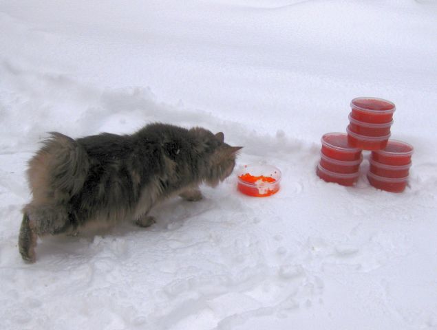 Бобс