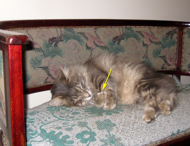 фак