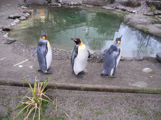 DSCN0194