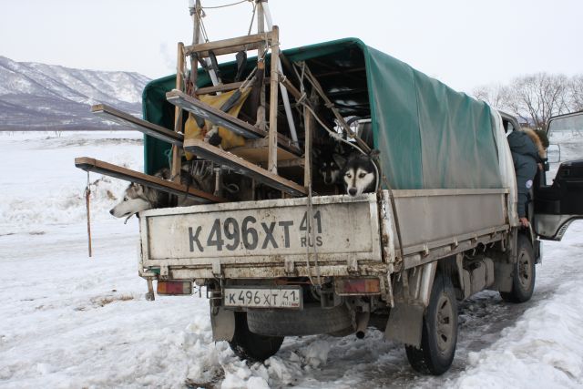 Ездовые собачки на тойоте