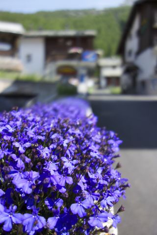 DSC00202.jpg