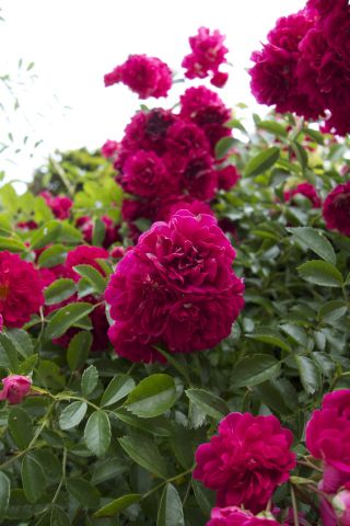 DSC00760.jpg