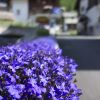 DSC00202.jpg