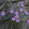 DSC00292.jpg
