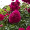 DSC00760.jpg