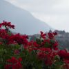 DSC00770.jpg