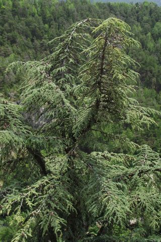 DSCF7814