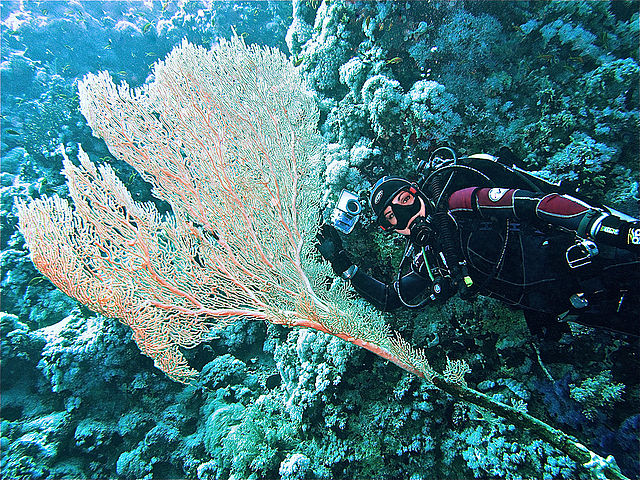 красное море2