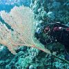 красное море2