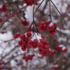DSC00989