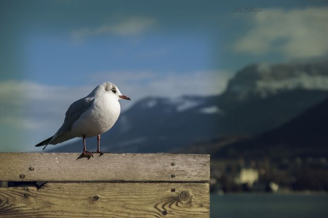 Чайка из Annecy