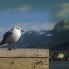 Чайка из Annecy