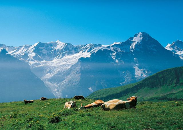 На лугу коровки