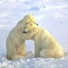 H wbear14