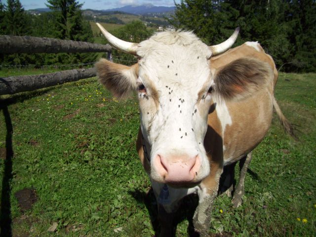 564