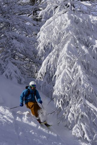 Лиственный лес на склонах курорта
