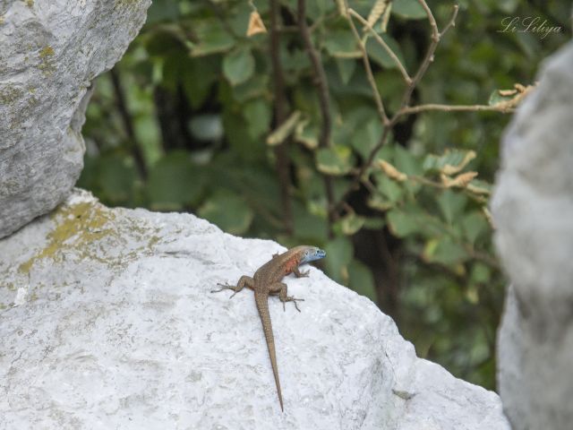 DSC03236aa