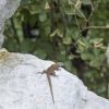 DSC03236aa