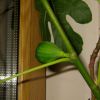 Инжир апр24