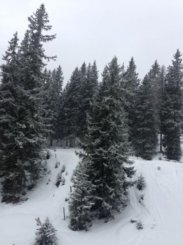 Img 4595