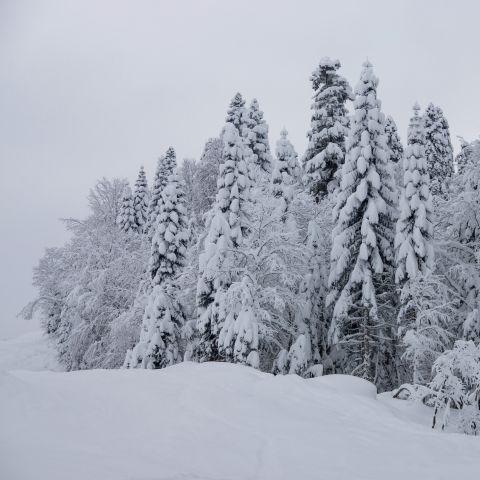 Поляна 11-18 февраля 18г