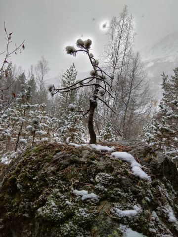 священная сосна