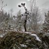 священная сосна