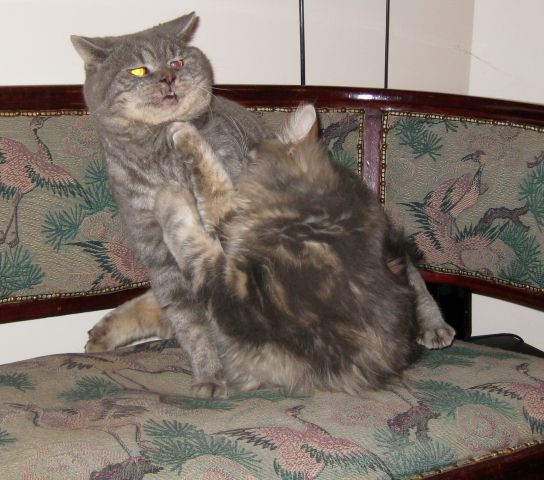 Педики ответ