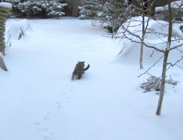 Пенс