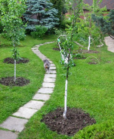 Коси