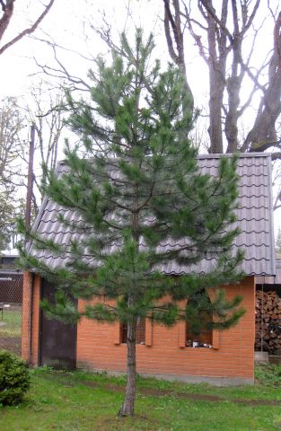Сосна