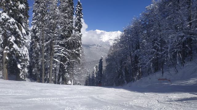 Арбор, красная "дорога".
