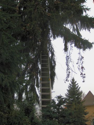 Елка