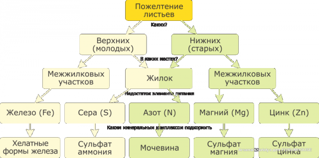 Хлорозы взаимосвязи