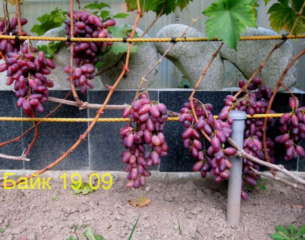 Бай сен 19