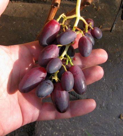 ПК сен27