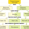 Хлорозы взаимосвязи