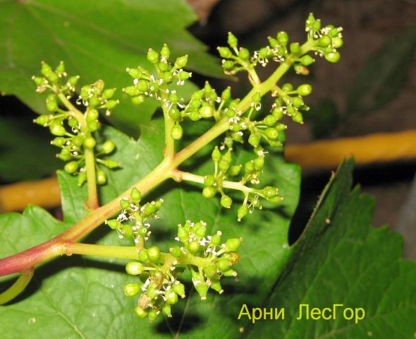 Арни цветок