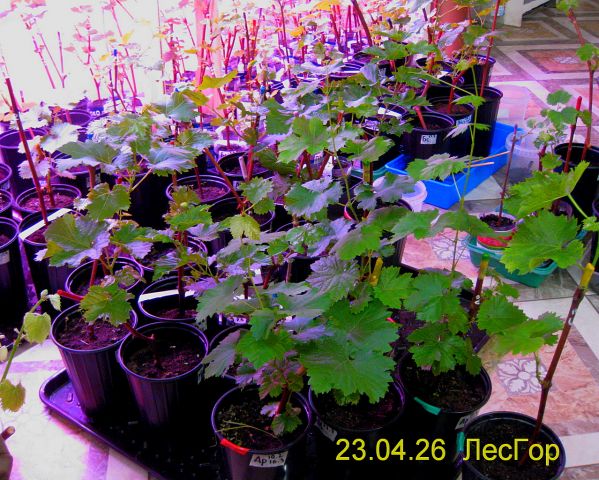 апр 23