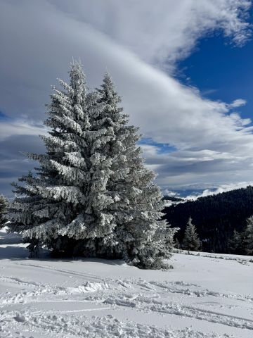 magic tree