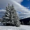 magic tree