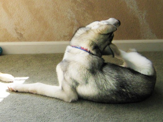 59d931ec17b85_ItchyHuskydogscratchinghea